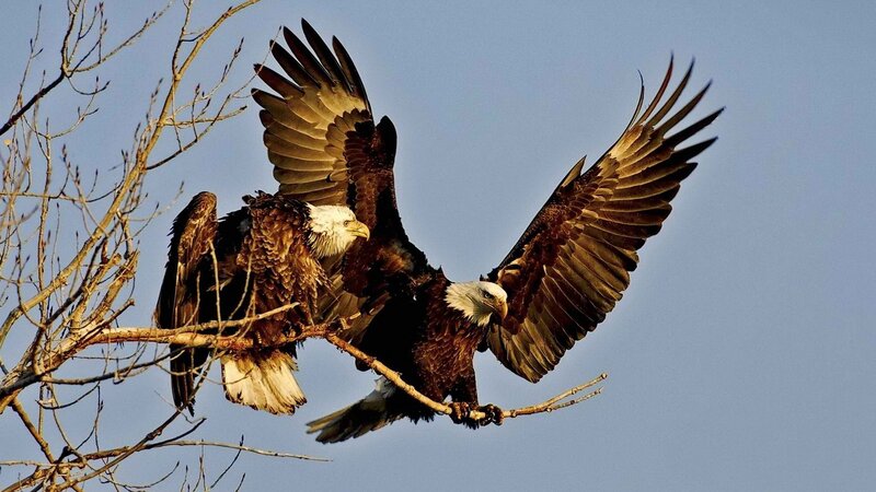 Bald eagles on a branch