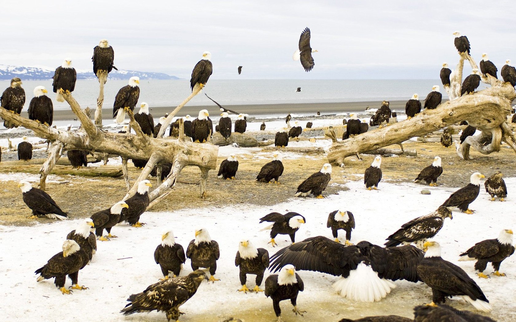 Bald eagles on a snowy beach