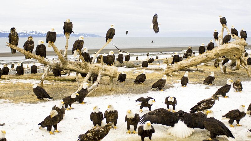 Bald eagles on a snowy beach