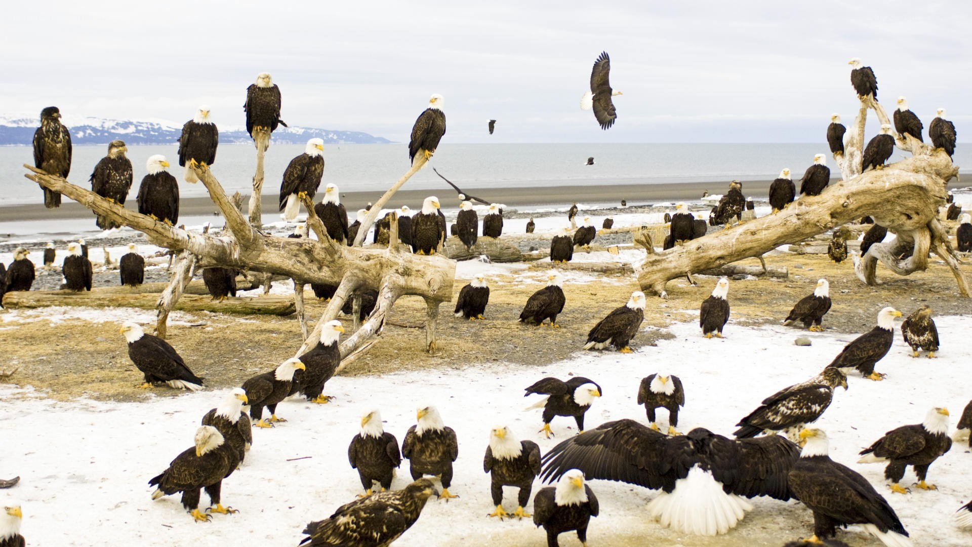 Bald eagles on a snowy beach