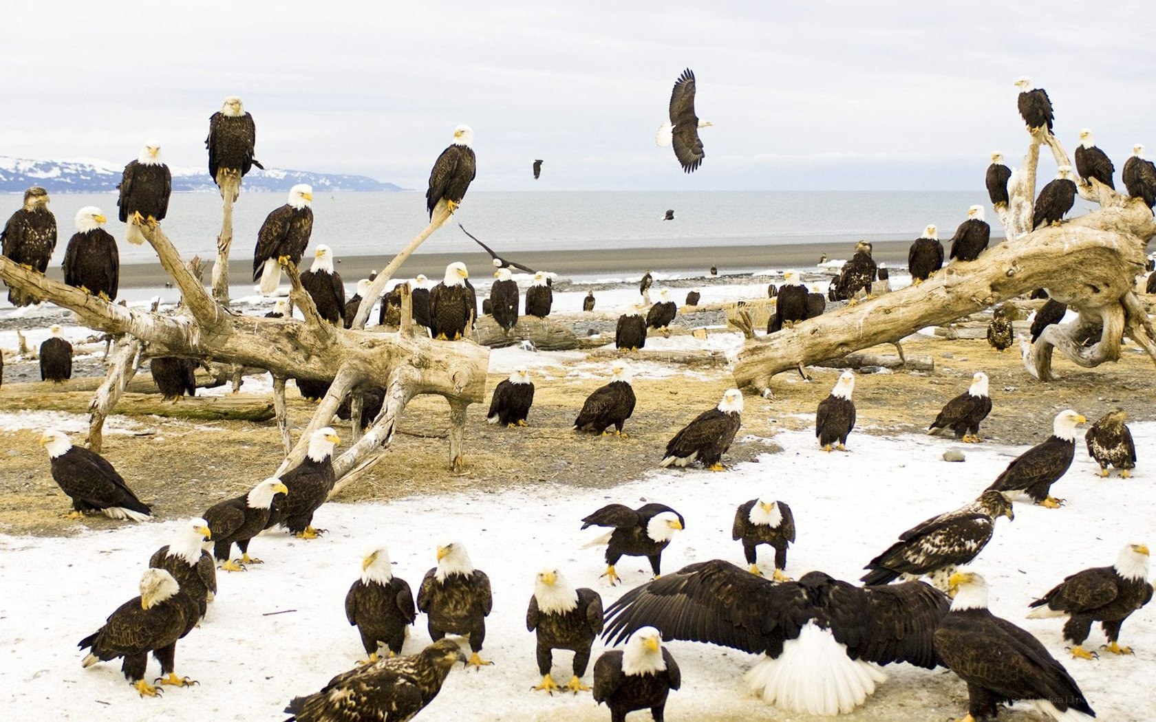 Bald eagles on a snowy beach