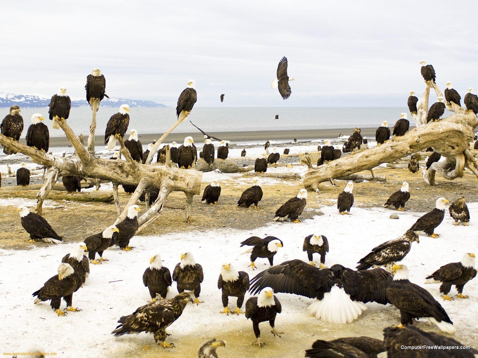 Bald eagles on a snowy beach
