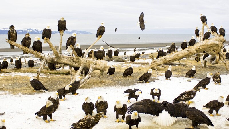 Bald Eagles on Beach — White