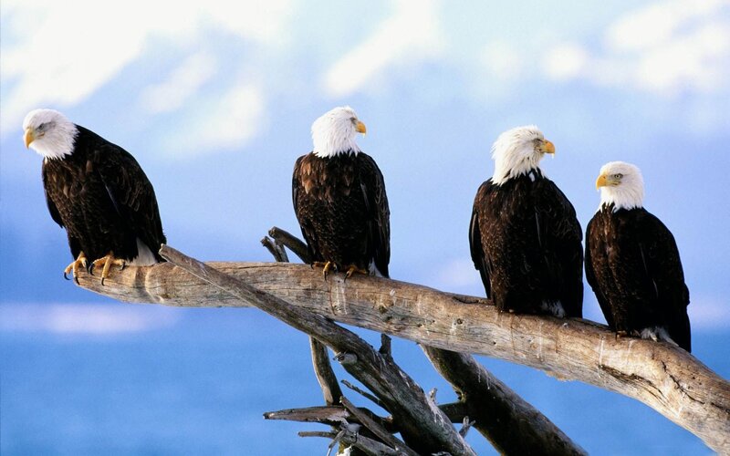 Bald Eagles on Branch — Blue, Serene, Photograph
