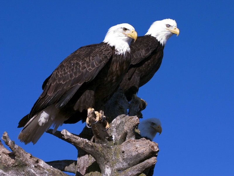 Bald Eagles on Branch — Blue, Serene