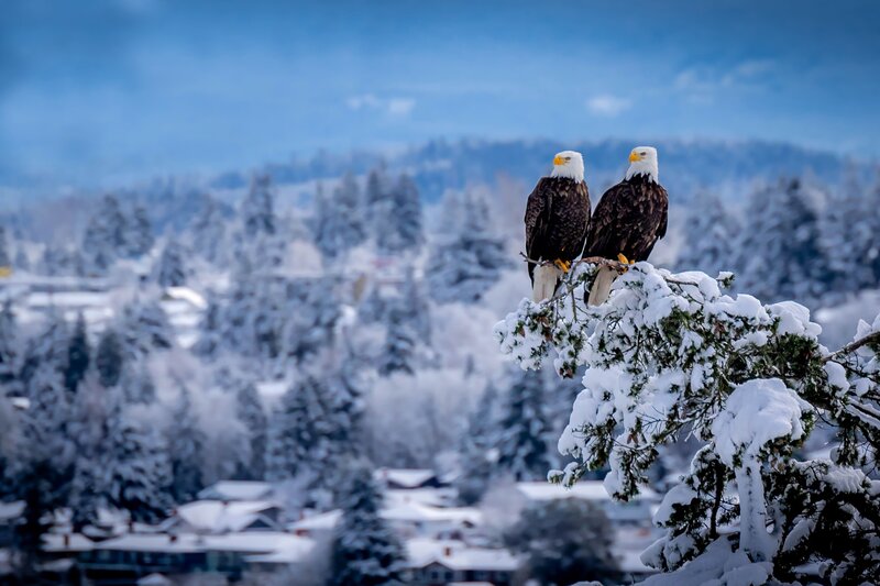 Bald Eagles on Branch — Blue, Serene, Winter