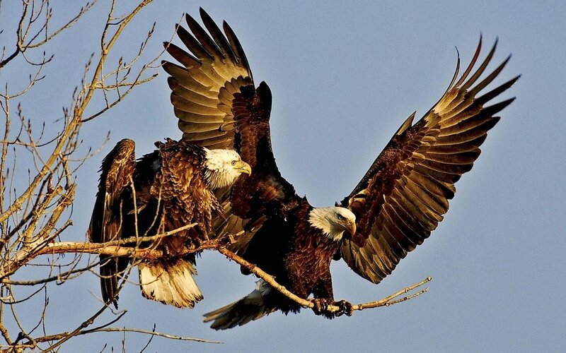 Bald Eagles on Branch — Brown, Dramatic, Afternoon