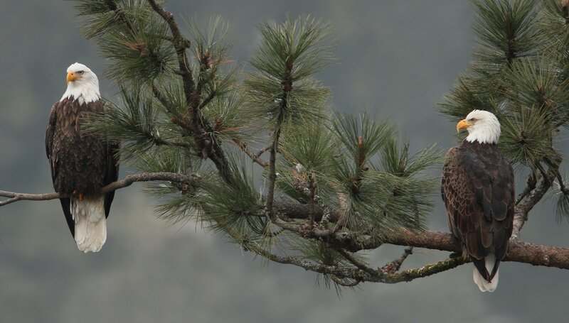 Bald Eagles on Branch — Brown, Serene