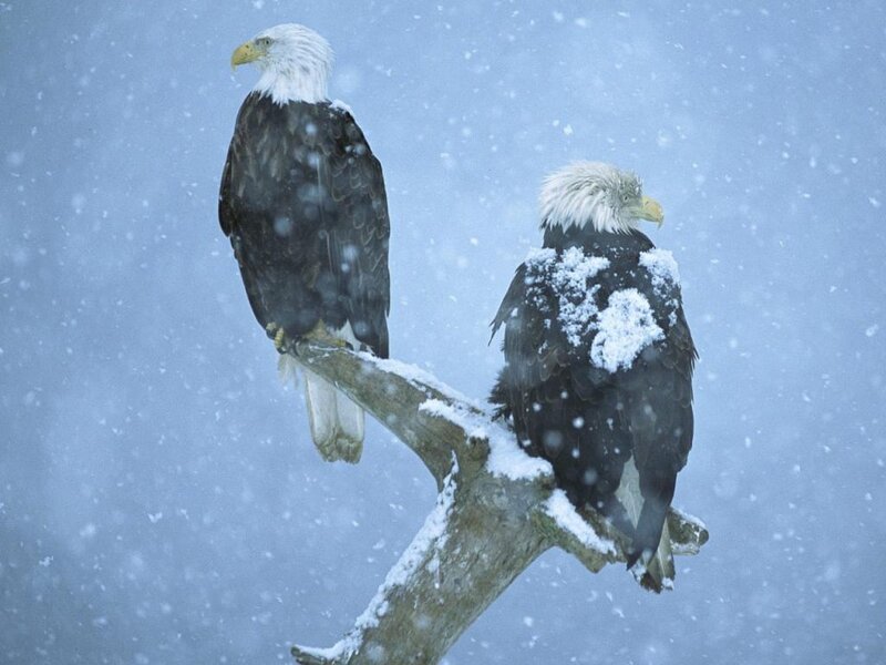 Bald Eagles on Branch