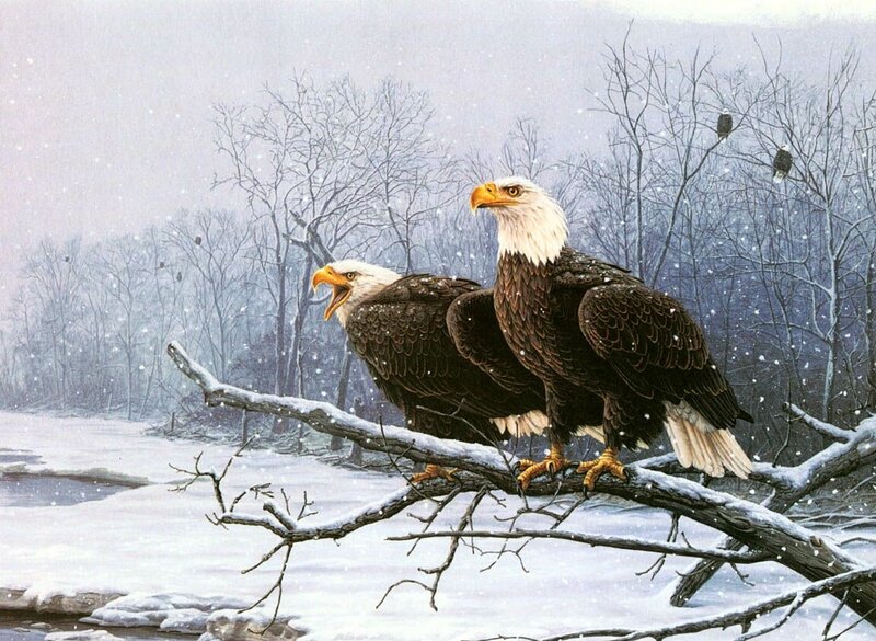 Bald Eagles on Branch — White, Cold