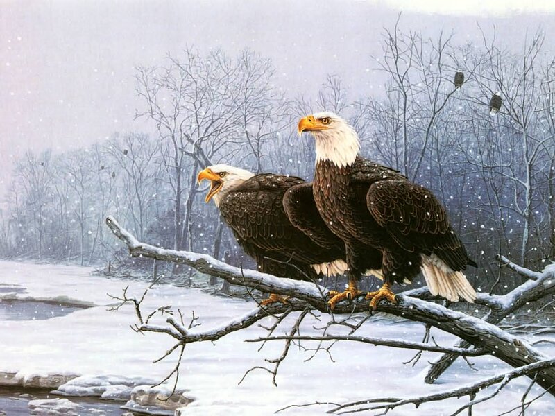 Bald Eagles on Branch — White, Cold, Winter