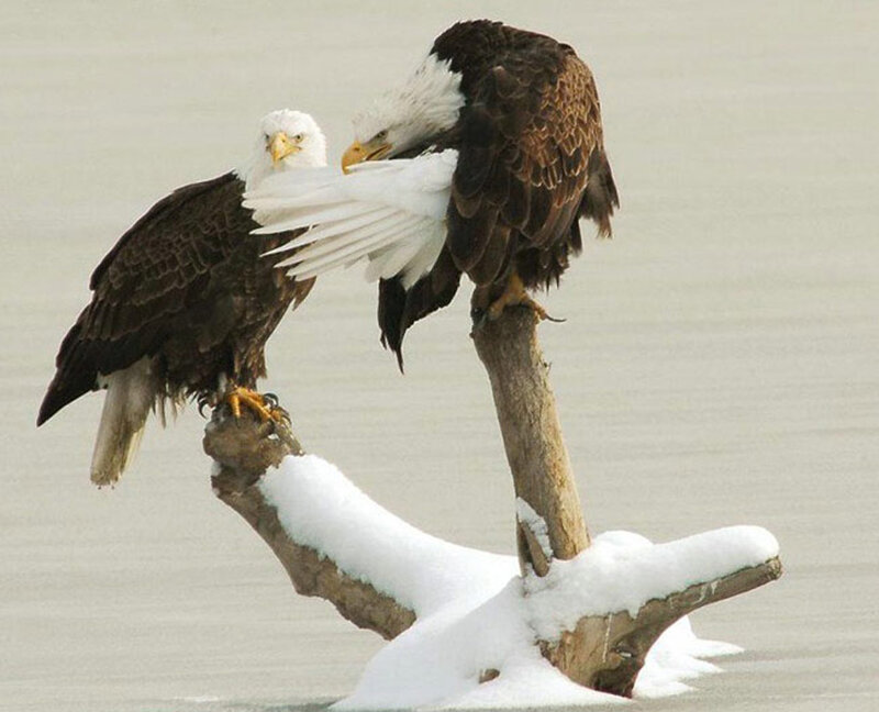 Bald Eagles on Branch — White, Natural