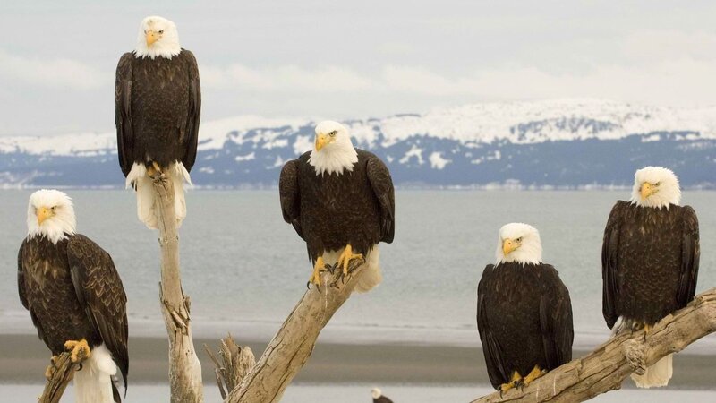 Bald Eagles on Branches — Brown