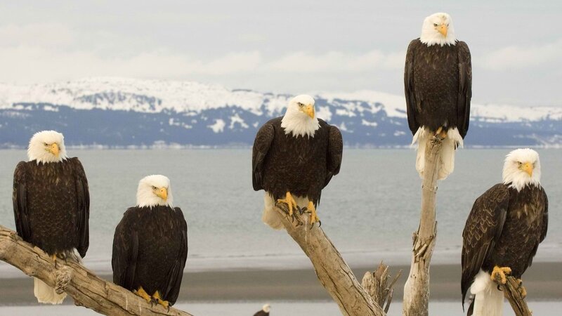 Bald Eagles on Branches