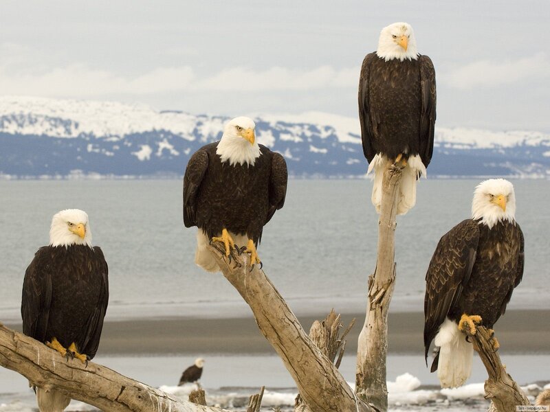 Bald eagles on driftwood