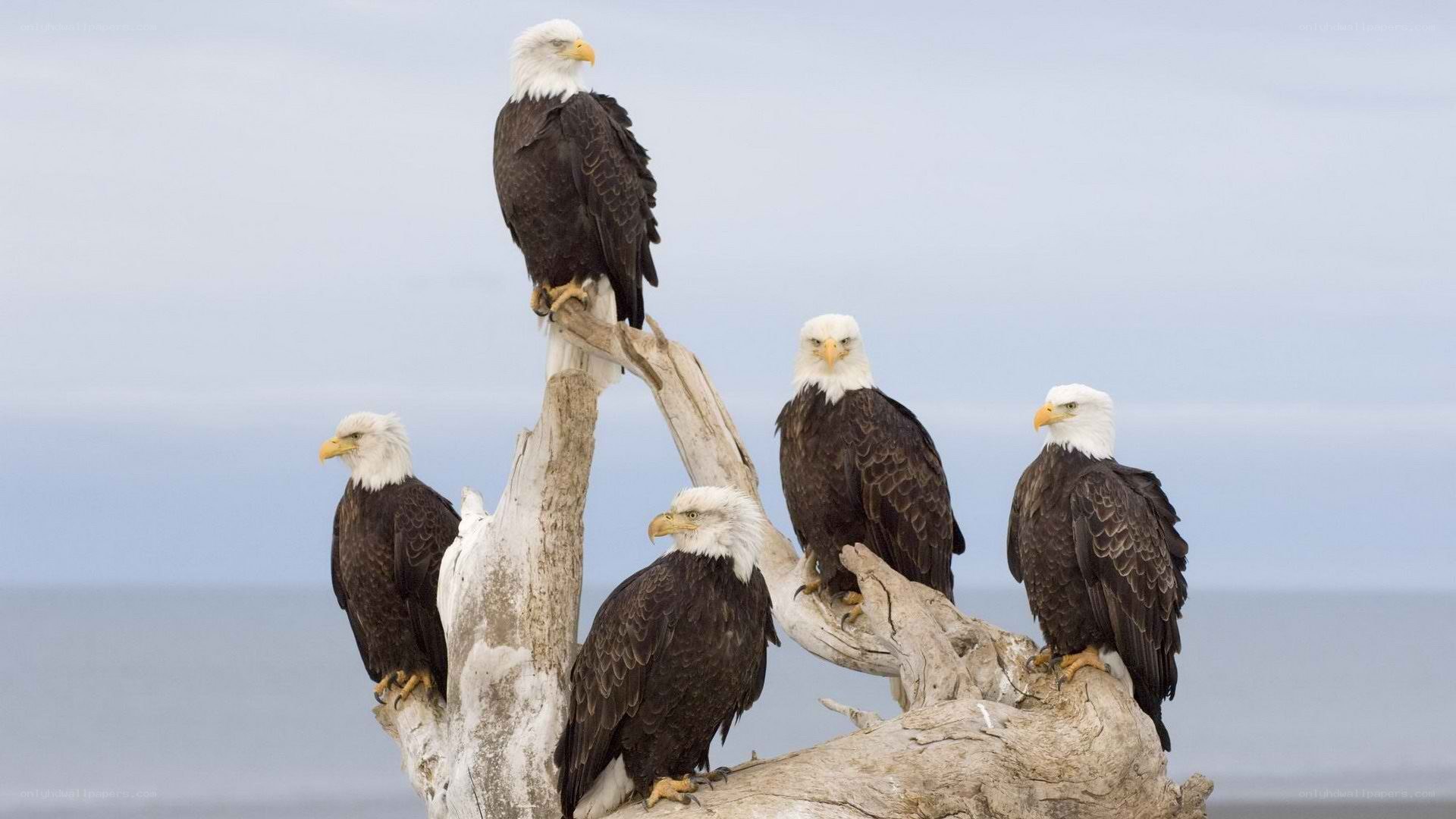 Bald eagles on driftwood