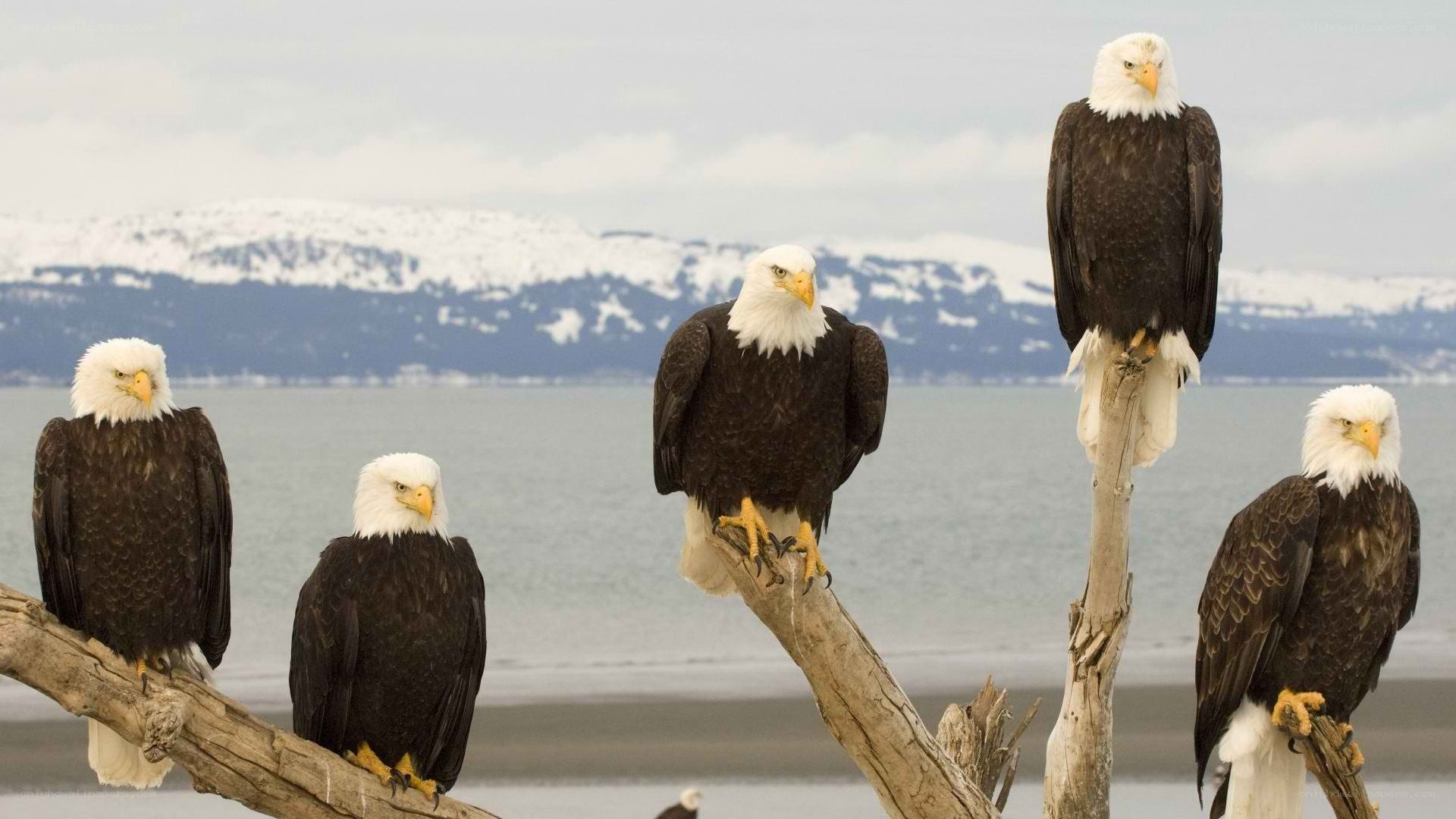Bald eagles on driftwood