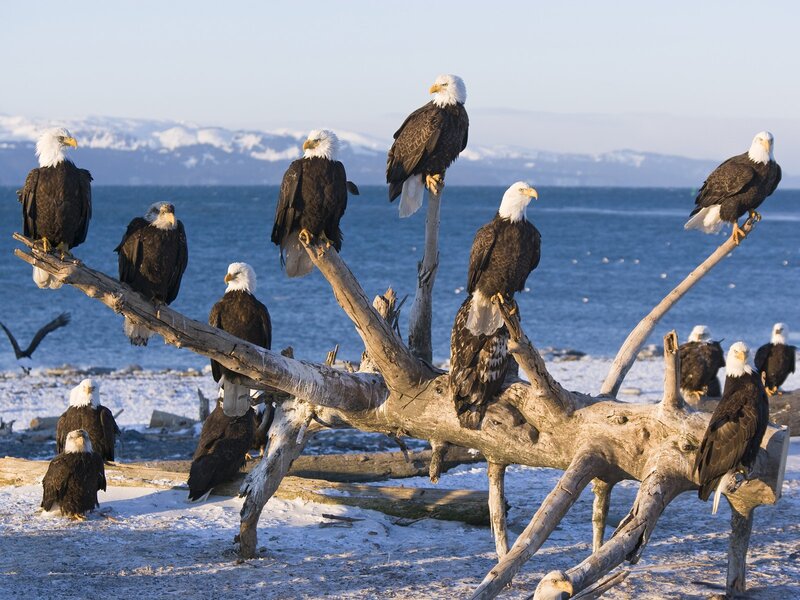 Bald eagles on driftwood