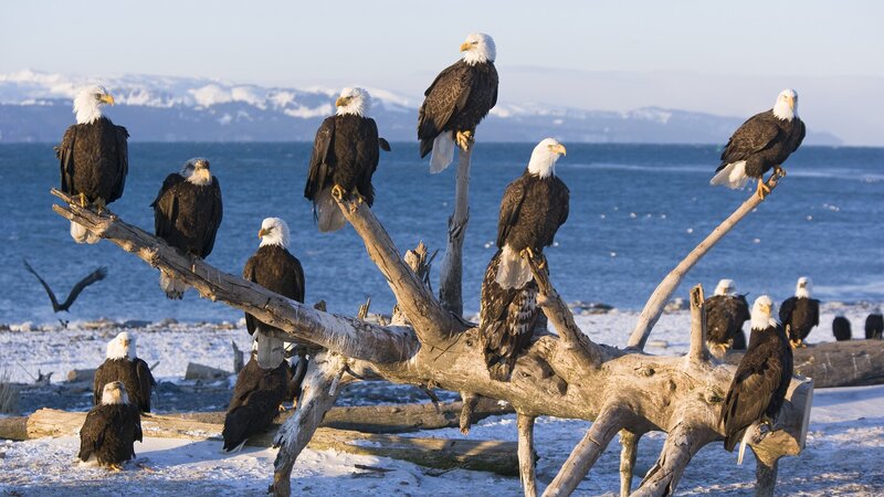 Bald eagles on driftwood