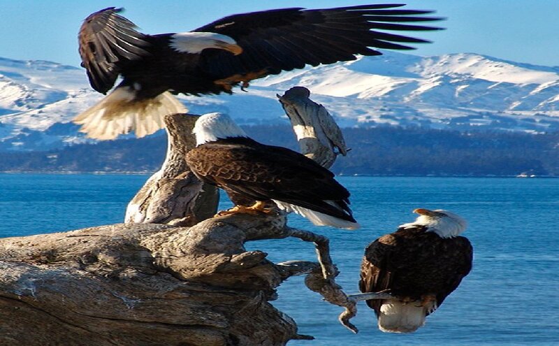 Bald Eagles on Driftwood — Blue
