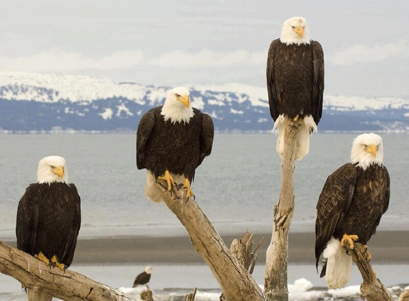 Bald Eagles on Driftwood — Brown, Serene