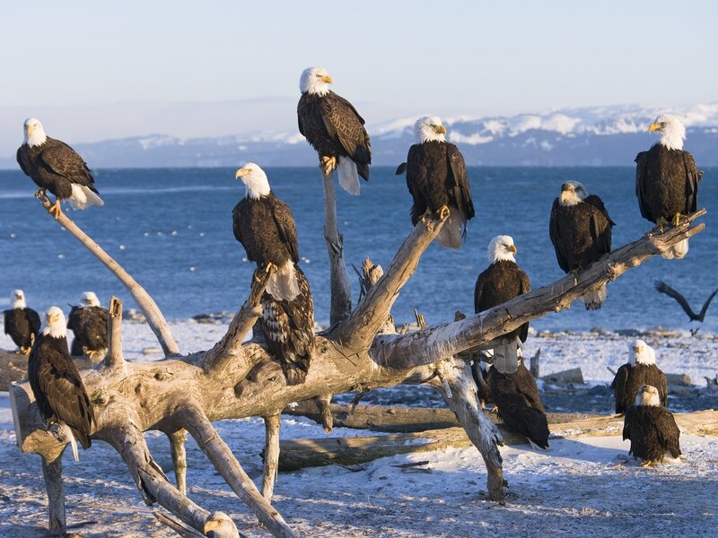 Bald Eagles on Driftwood — Brown, Serene, Winter, Photograph, Sea