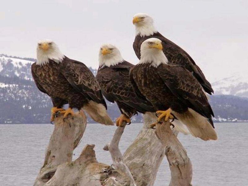 Bald Eagles on Driftwood — Brown