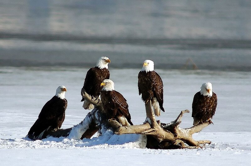 Bald Eagles on Driftwood — White, Serene
