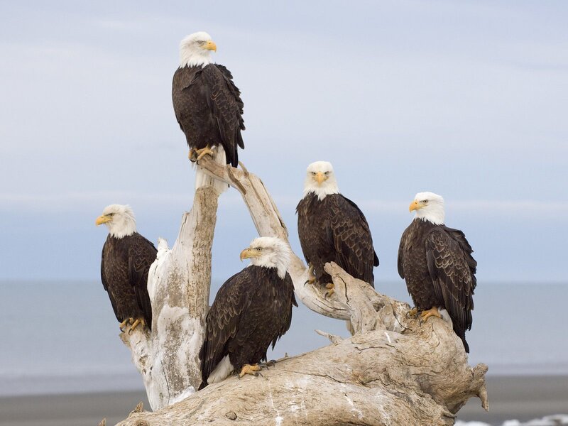 Bald Eagles on Driftwood — White