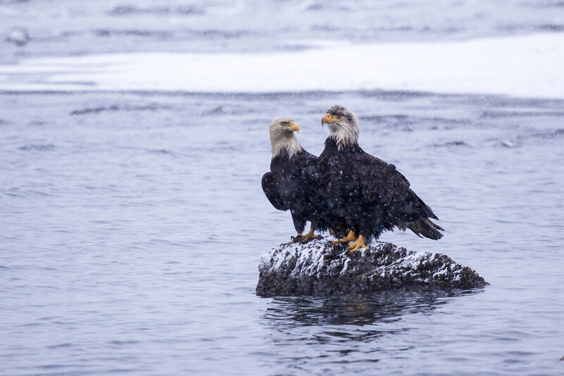 Bald Eagles on Rock