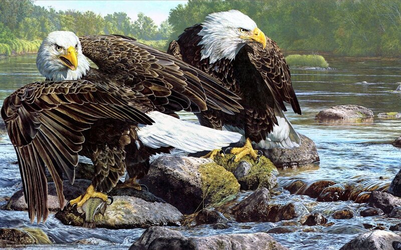 Bald Eagles on Rocks — Brown, Natural