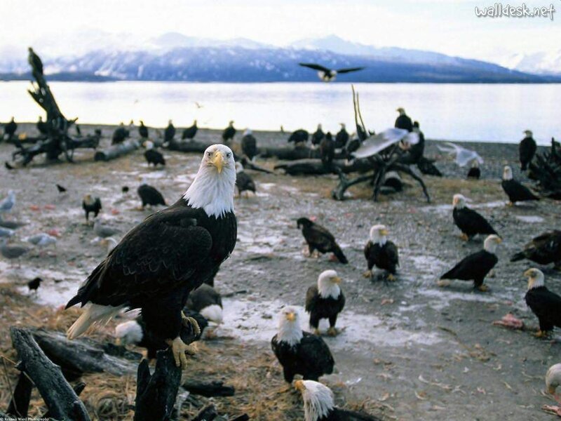Bald Eagles on Shore