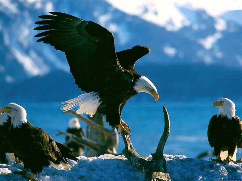 Bald Eagles on Snow