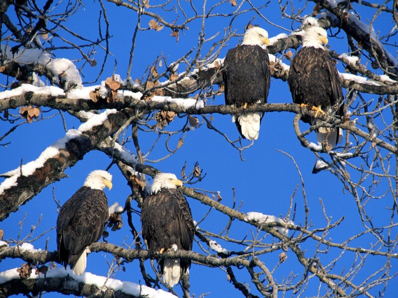 Bald eagles on snowy branches
