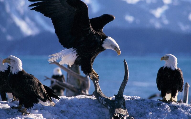 Bald eagles on snowy perch
