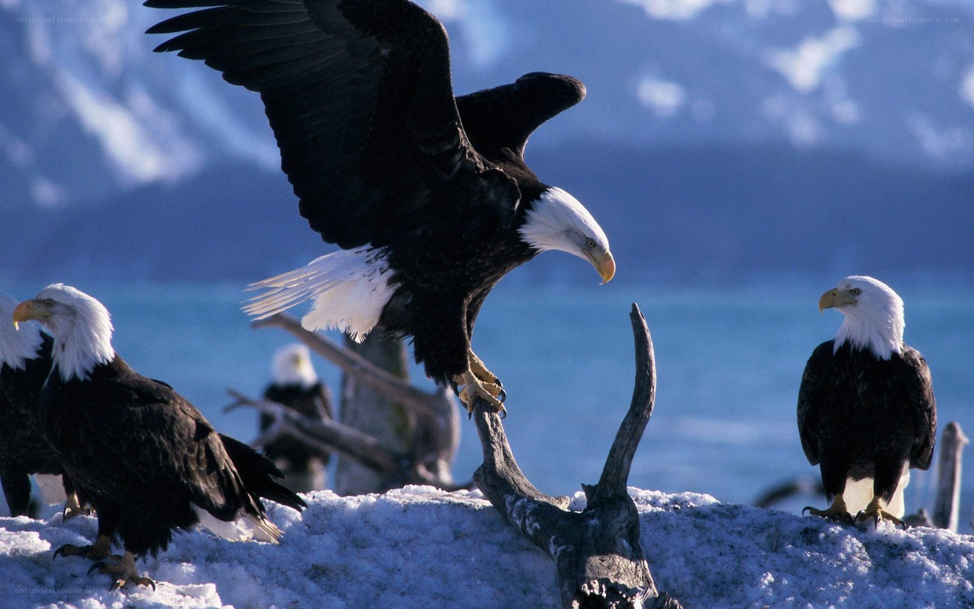 Bald eagles on snowy perch