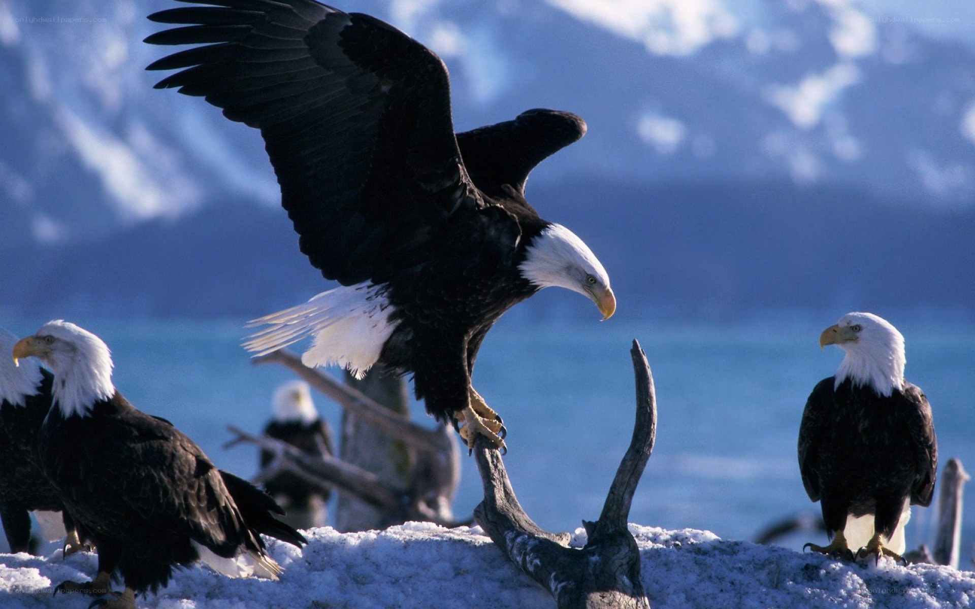 Bald eagles on snowy shore
