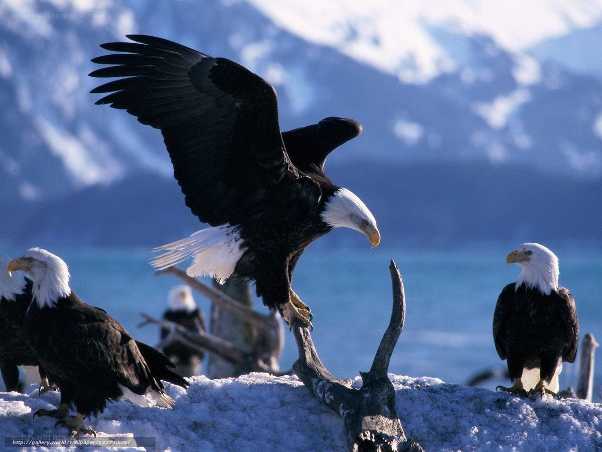 Bald eagles on snowy shore