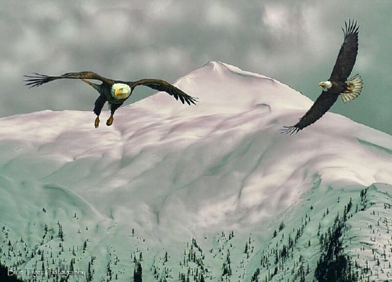 Bald eagles over snowy mountains