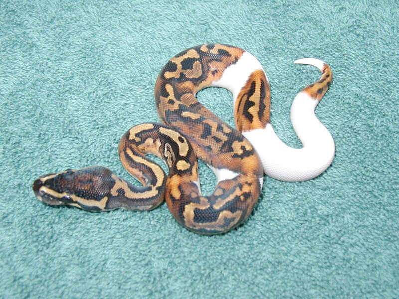 ball python on green towel