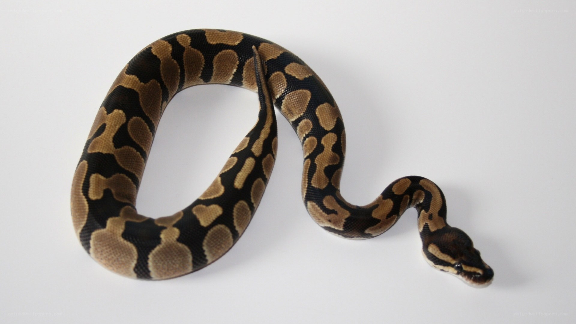 ball python snake