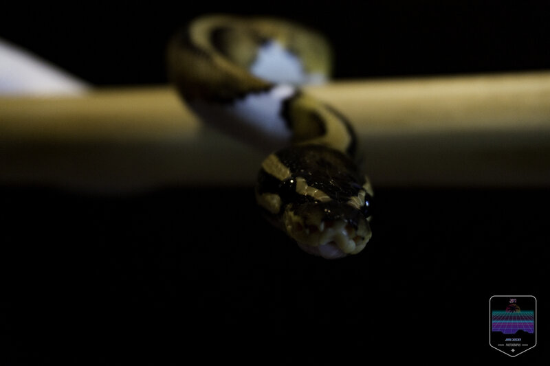 Ball Python Snake — Black, Dark
