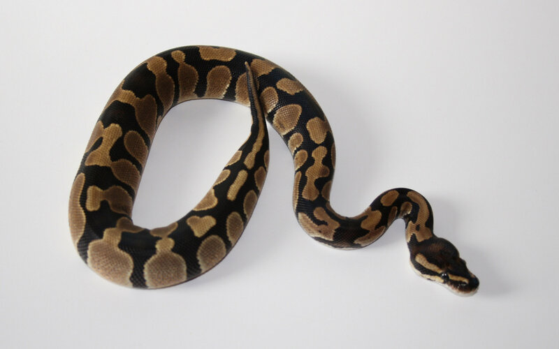 Ball Python Snake — Black, Neutral, Photograph