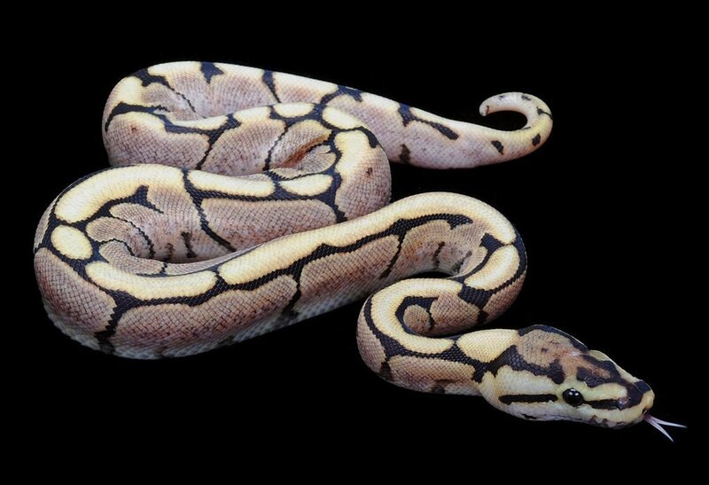 Ball Python Snake — Black, Neutral