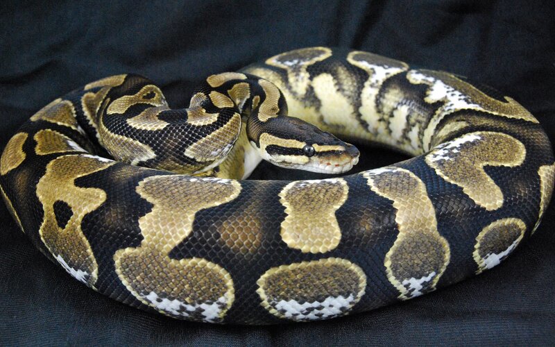 Ball Python Snake — Black