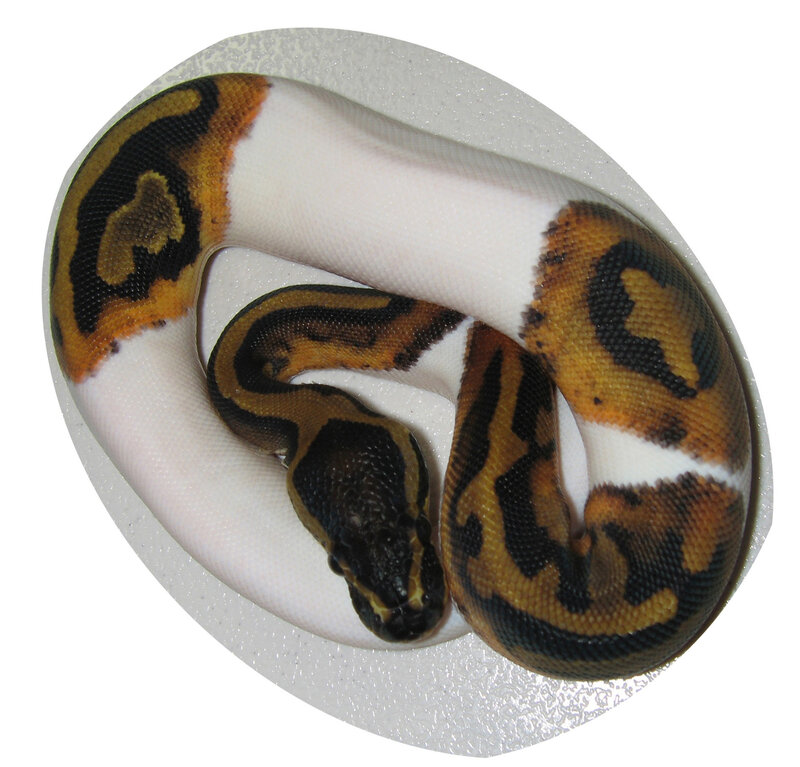 Ball Python Snake — Brown, Calm, Photograph