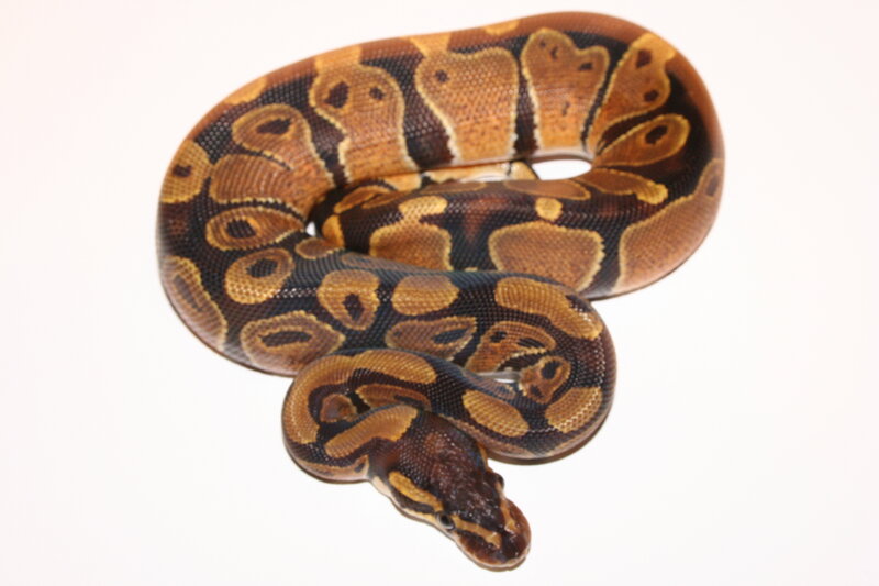 Ball Python Snake — Brown, Neutral, Photograph, Coiled
