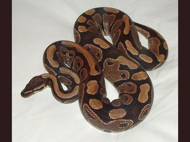 Ball Python Snake — Brown, Neutral