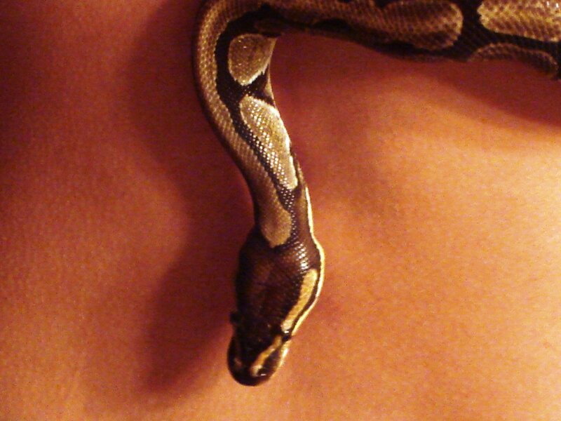Ball Python Snake — Brown