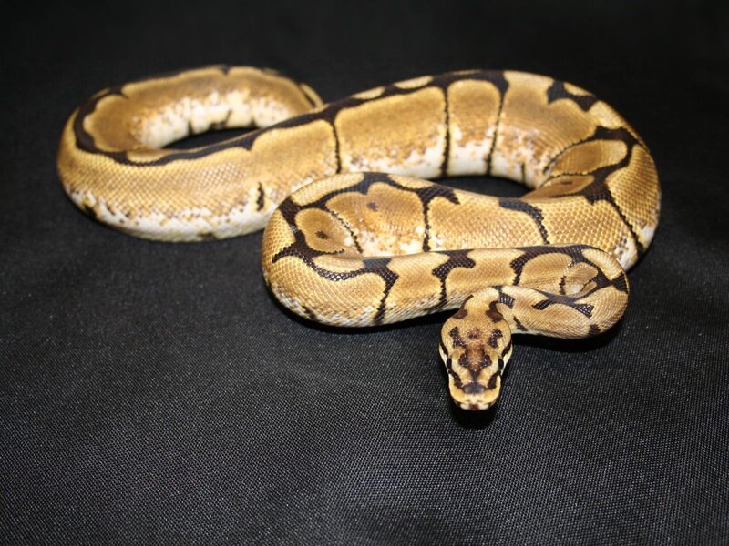 ball python snake coiled